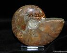 Fiery Iridescent Red Ammonite Inches #421-1